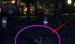 野外不雅视频,野外不雅视频事件引发社会关注与反思